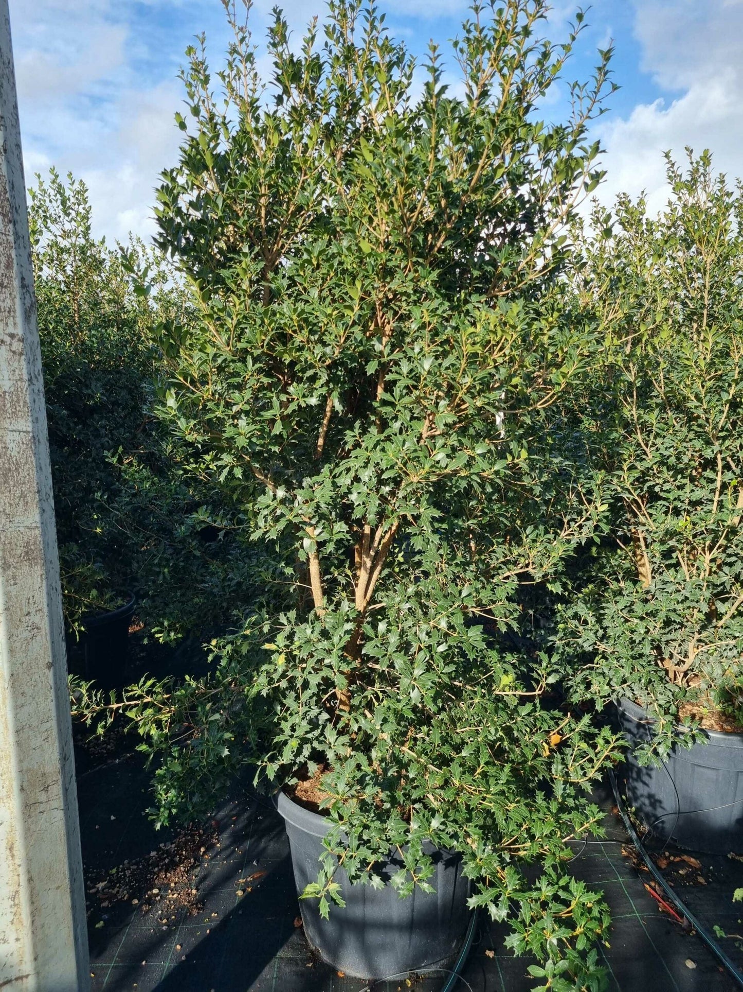 OSMANTHUS heterophyllus 'Giulfti'