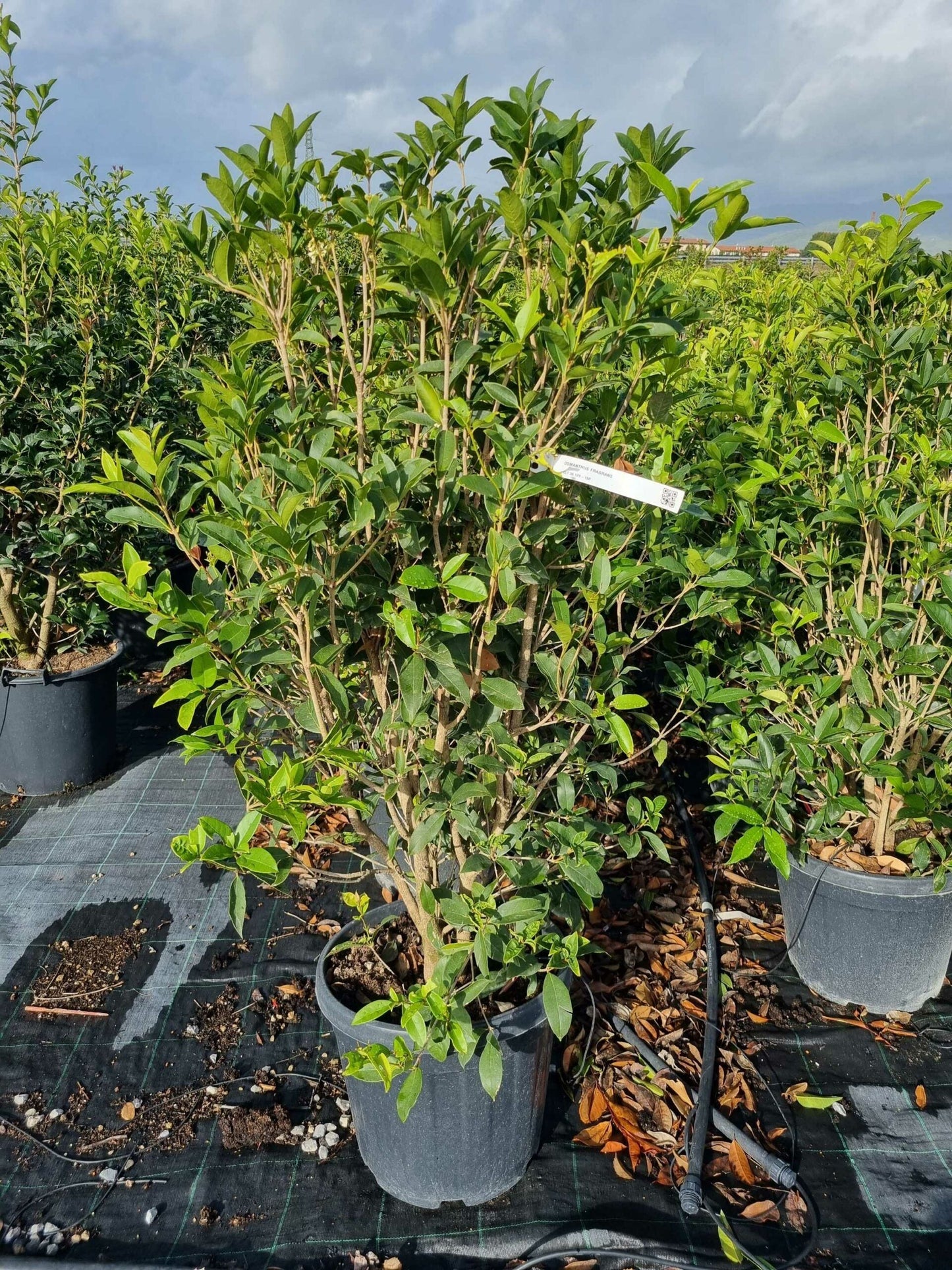 OSMANTHUS fragrans 'Aurantiacus'