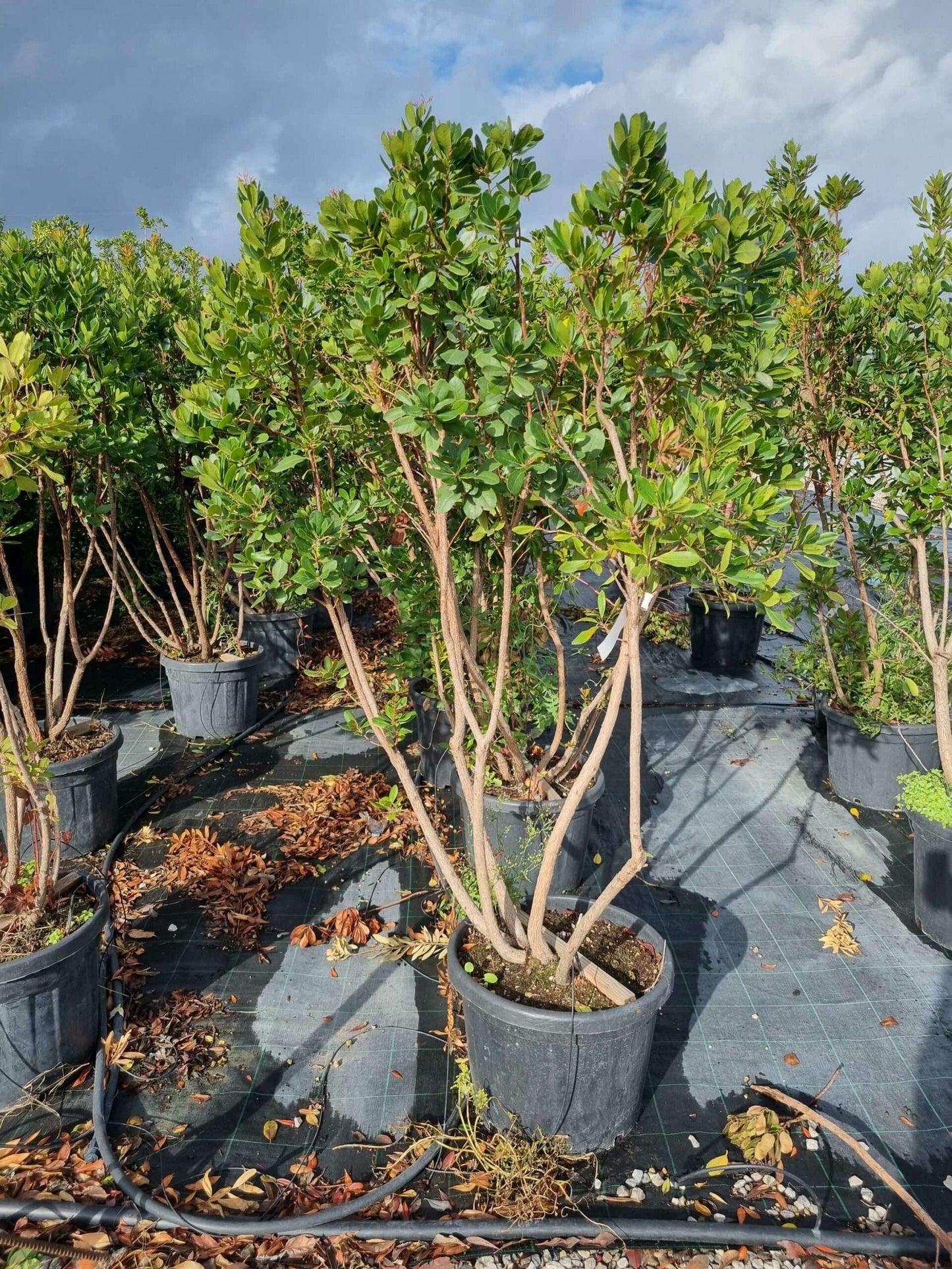 ARBUTUS unedo 'Compacta'
