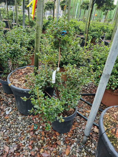 AZALEA japonica 'Viola'