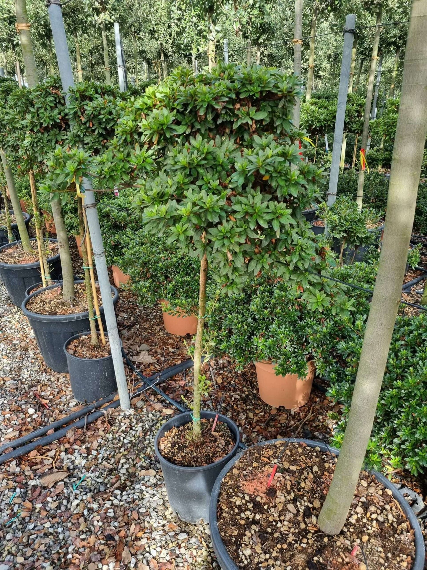 AZALEA japonica 'Stewarstonian'