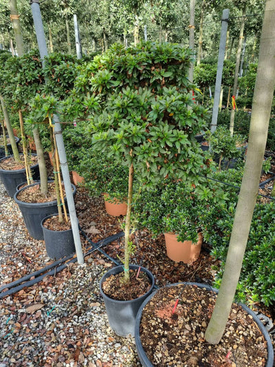 AZALEA japonica 'Stewarstonian'