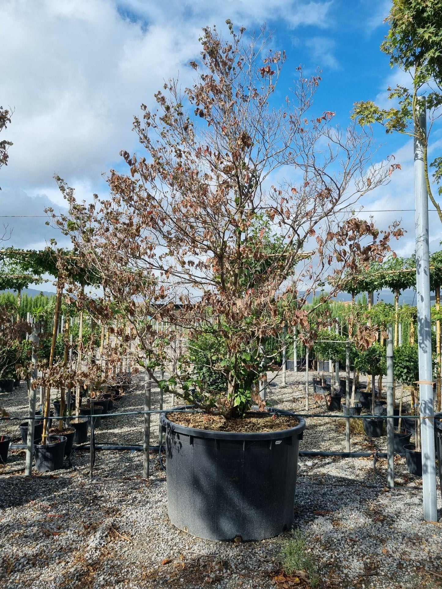 CORNUS florida 'Cherokee Daybreak'