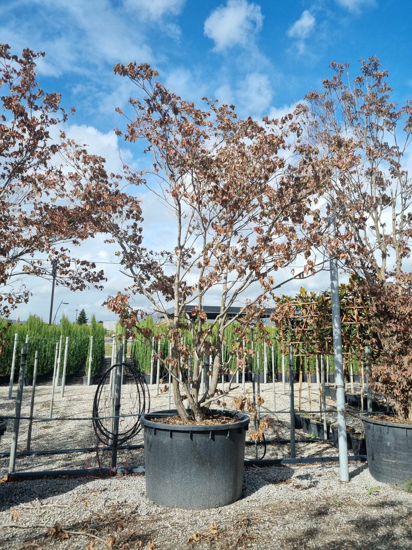 CORNUS honkongensis