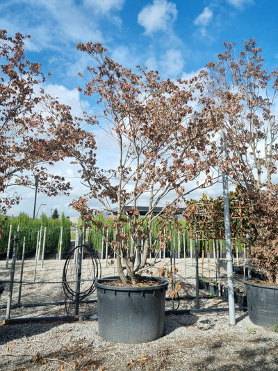 CORNUS honkongensis