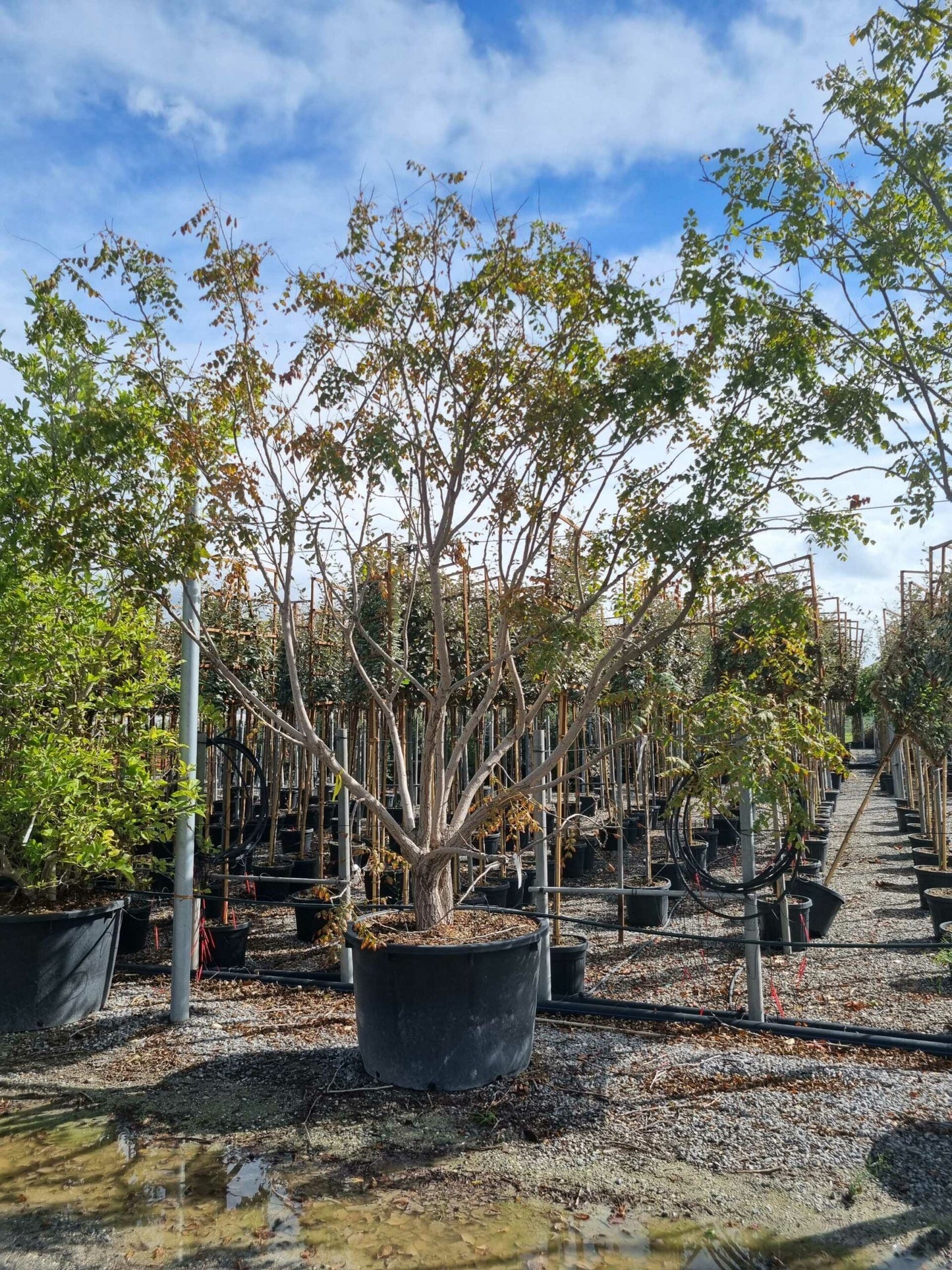 KOELREUTERIA paniculata 'Coral Sun' ®