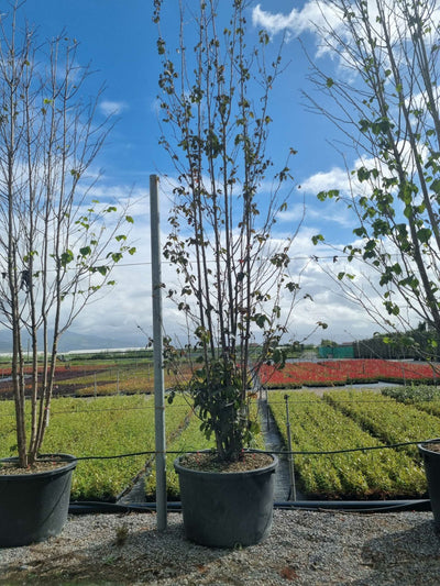 DAVIDIA involucrata 'Sonoma'