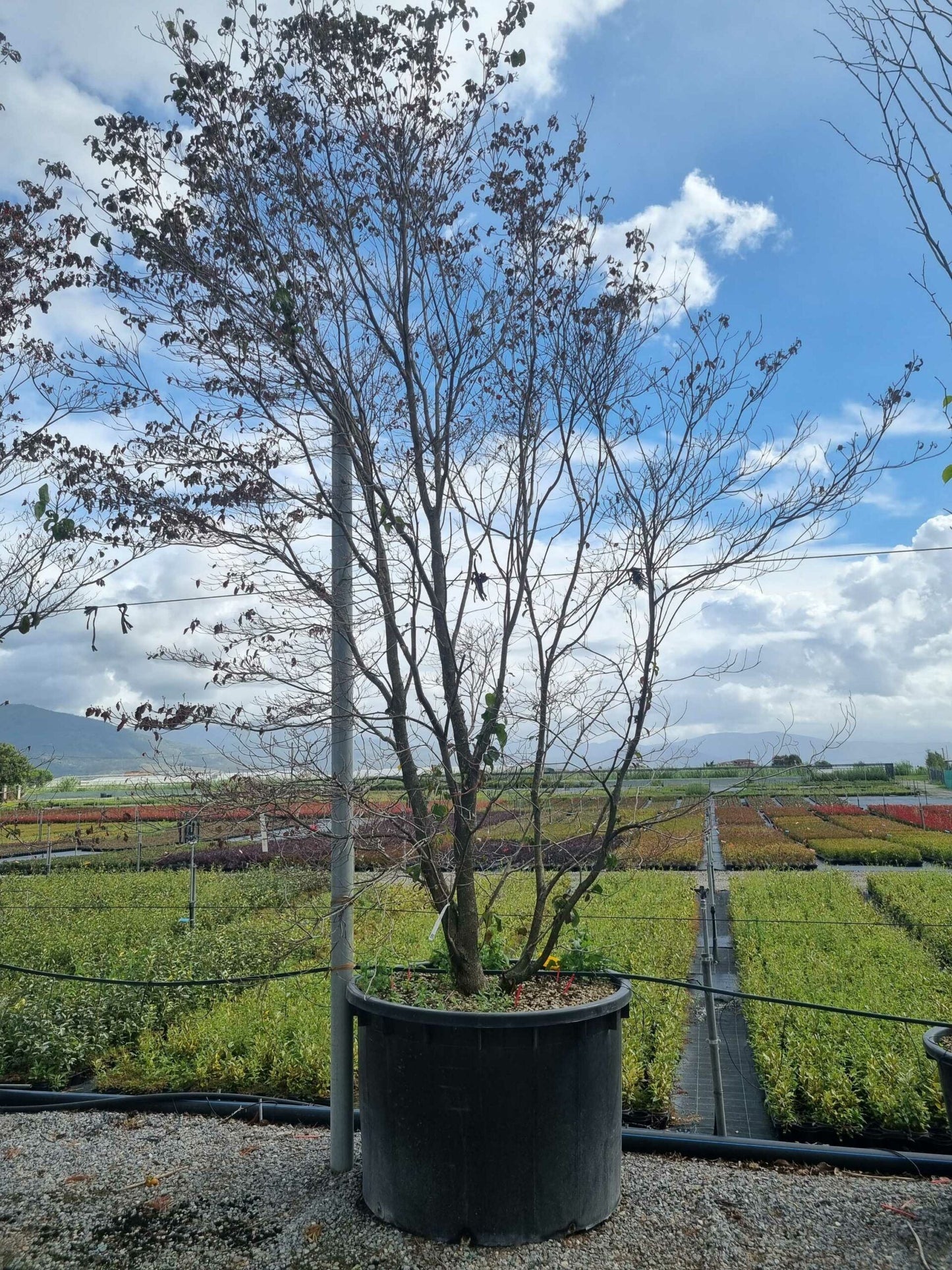 CORNUS honkongensis