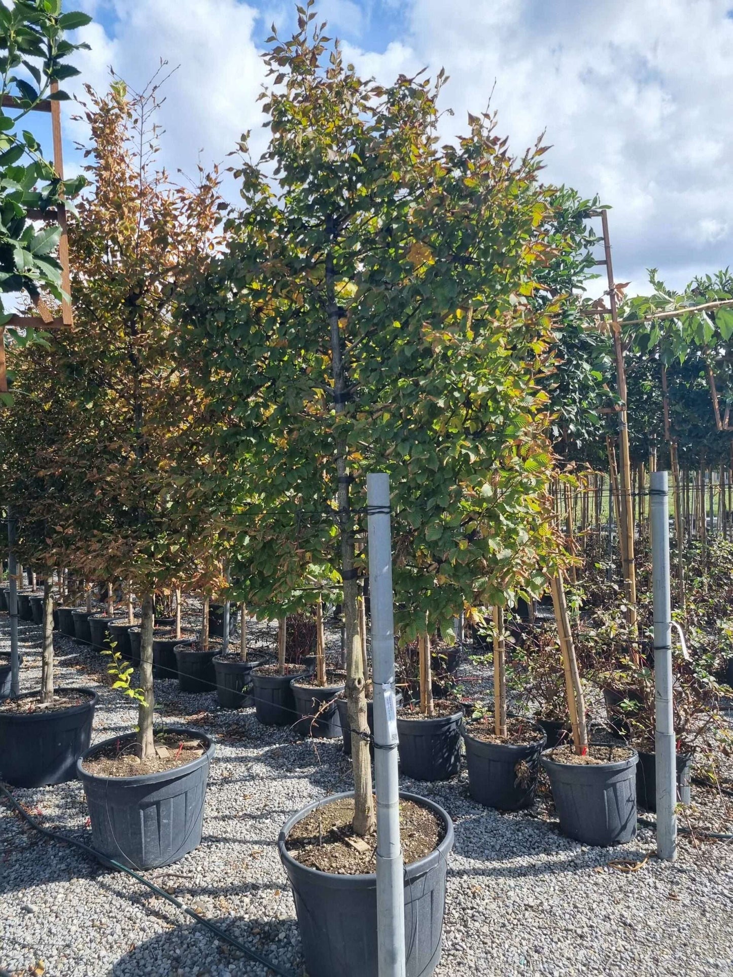 CARPINUS betulus 'Albert Beckman'