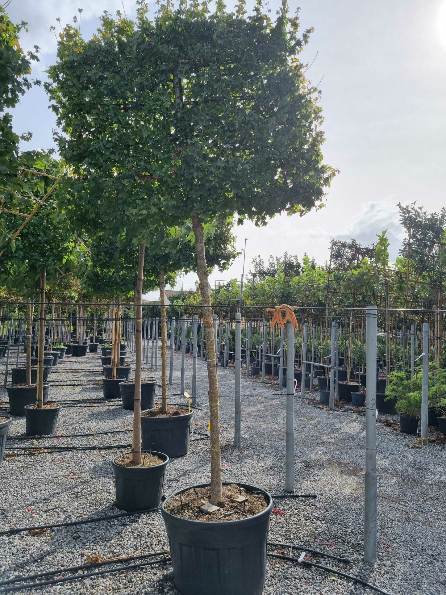 ACER campestre 'Elegant'