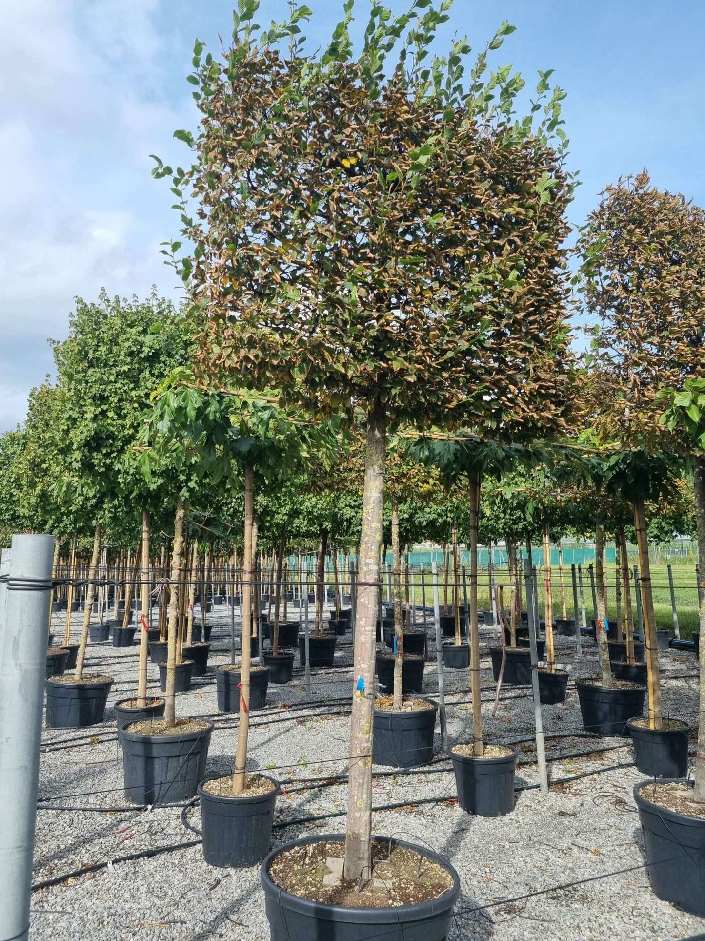 CARPINUS betulus 'Albert Beckman'