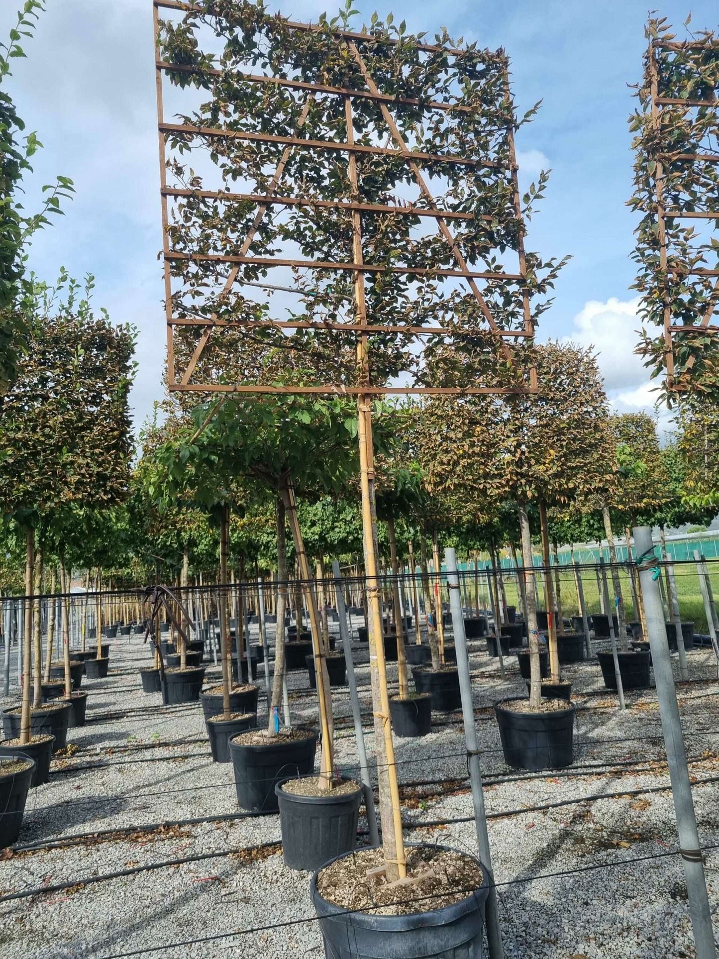 CARPINUS betulus 'Albert Beckman'