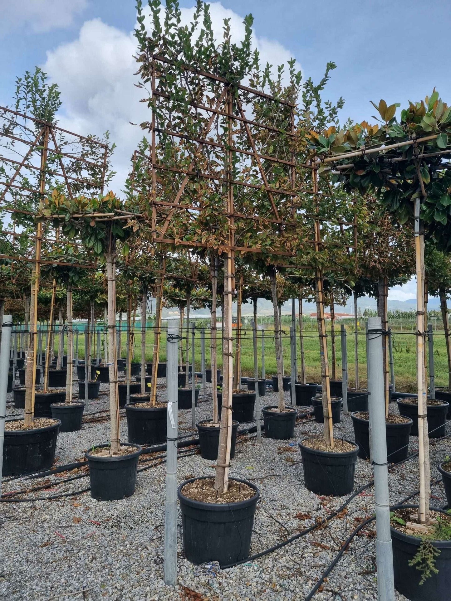 CARPINUS betulus 'Albert Beckman'