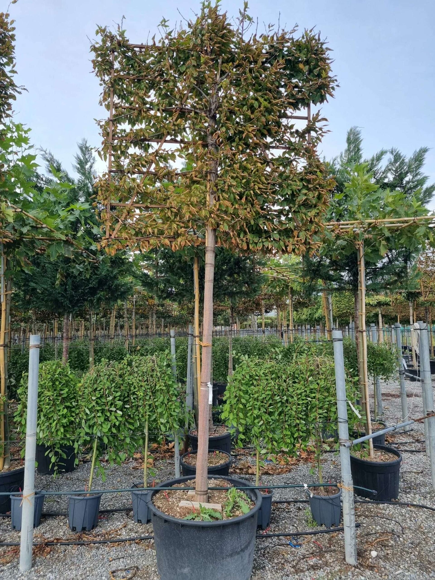 CARPINUS betulus 'Albert Beckman'