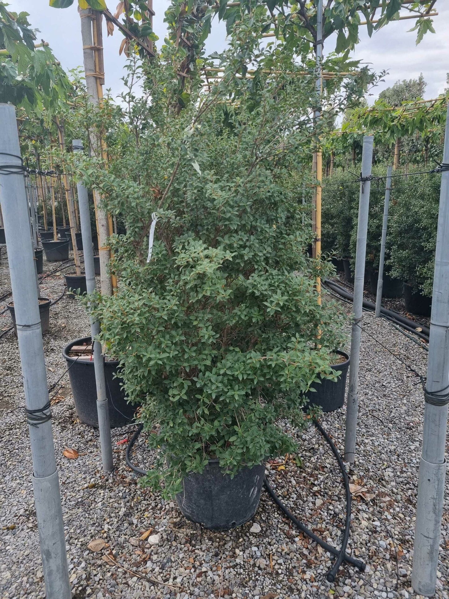 OSTRYA carpinifolia