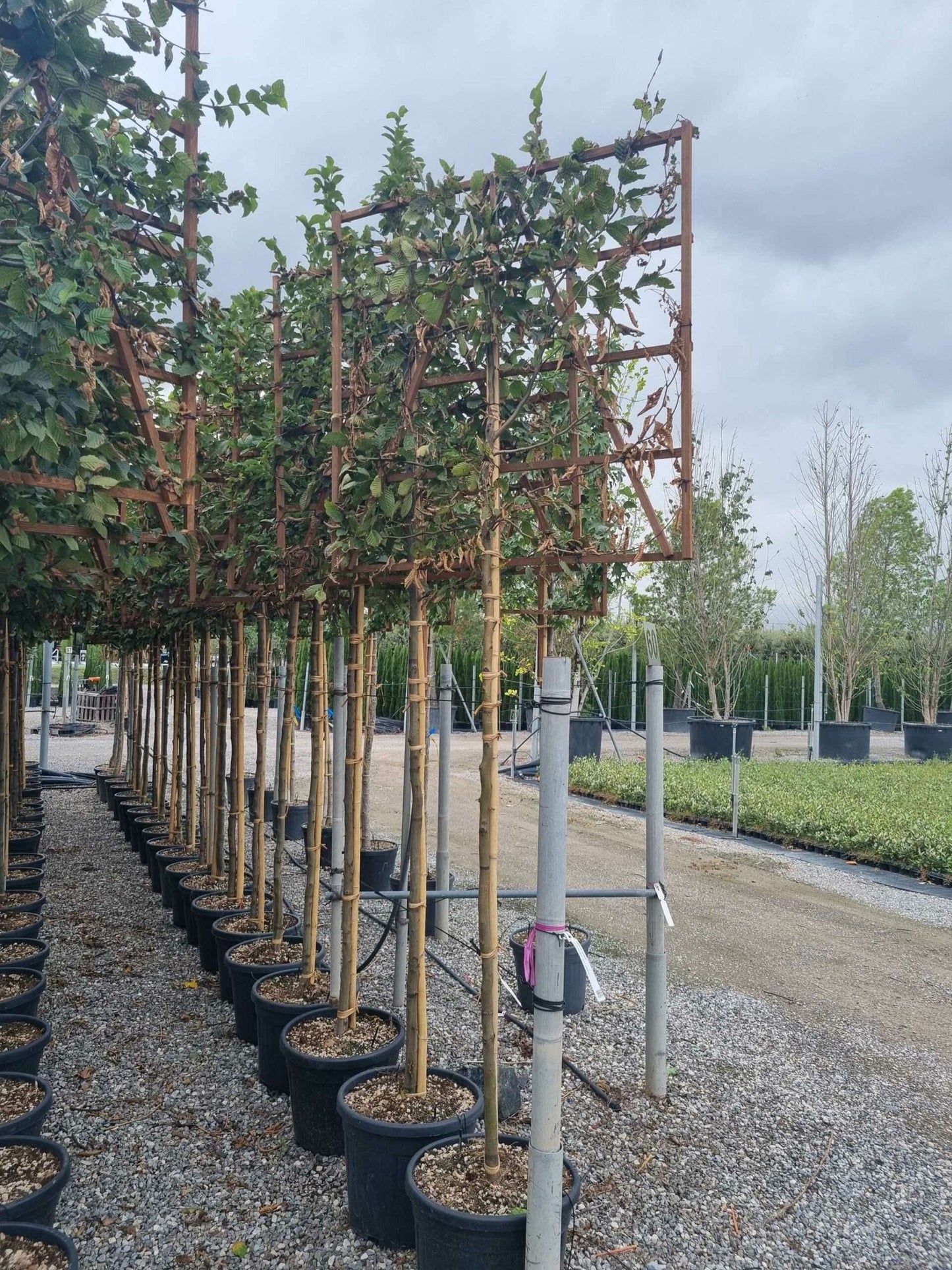 CARPINUS betulus 'Albert Beckman'