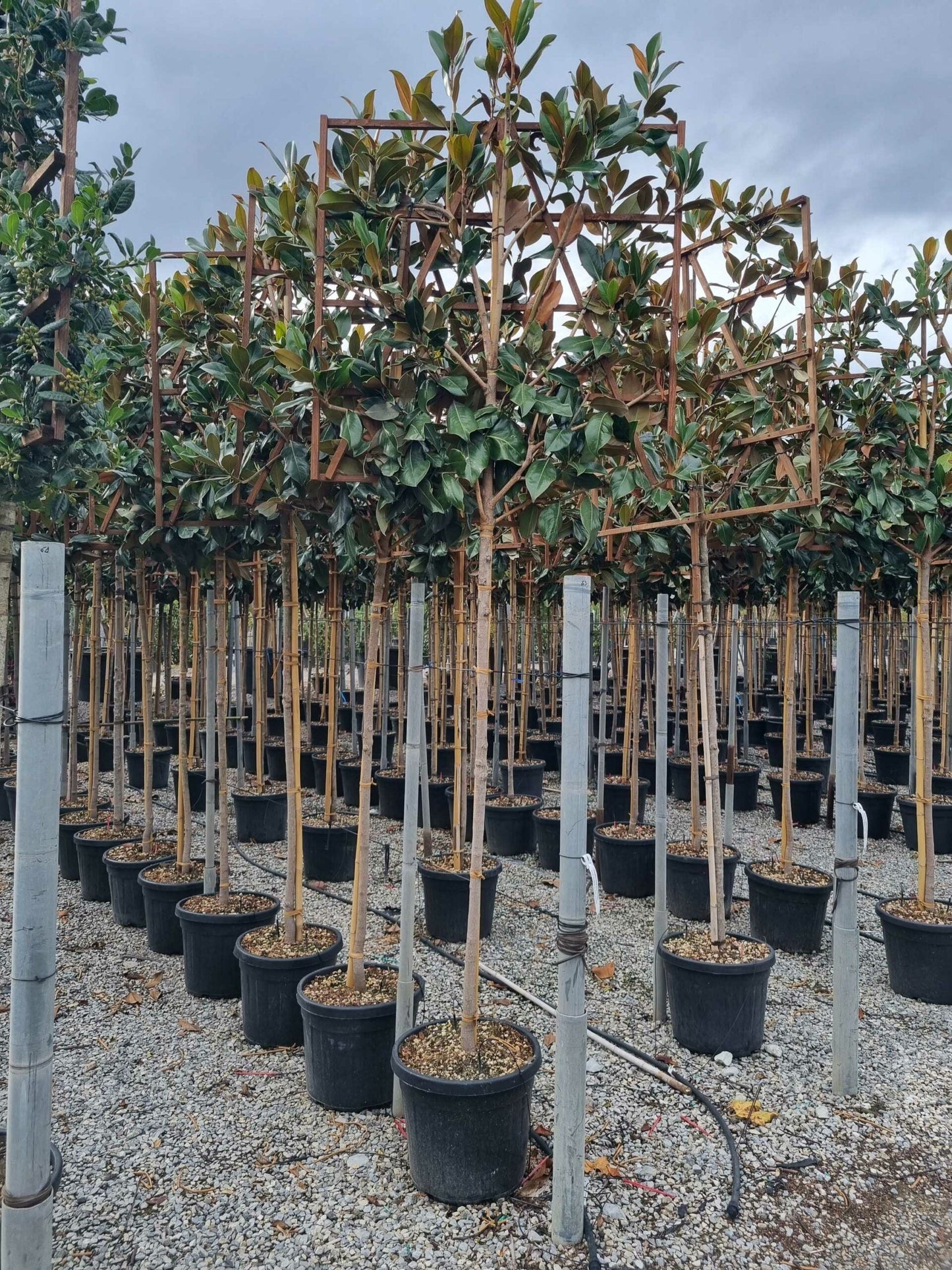 MAGNOLIA grandiflora 'Little Gem'