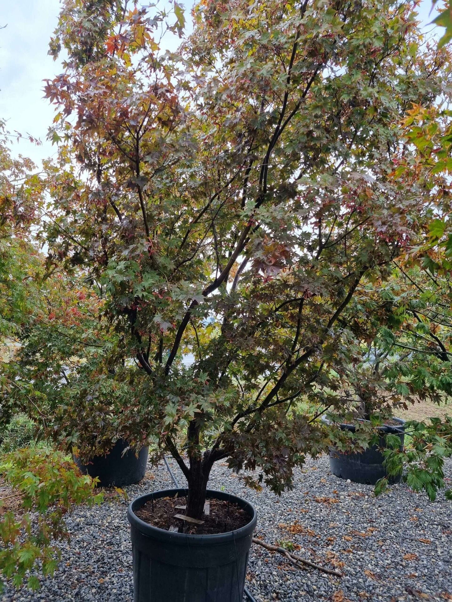 ACER palmatum 'Butterfly'