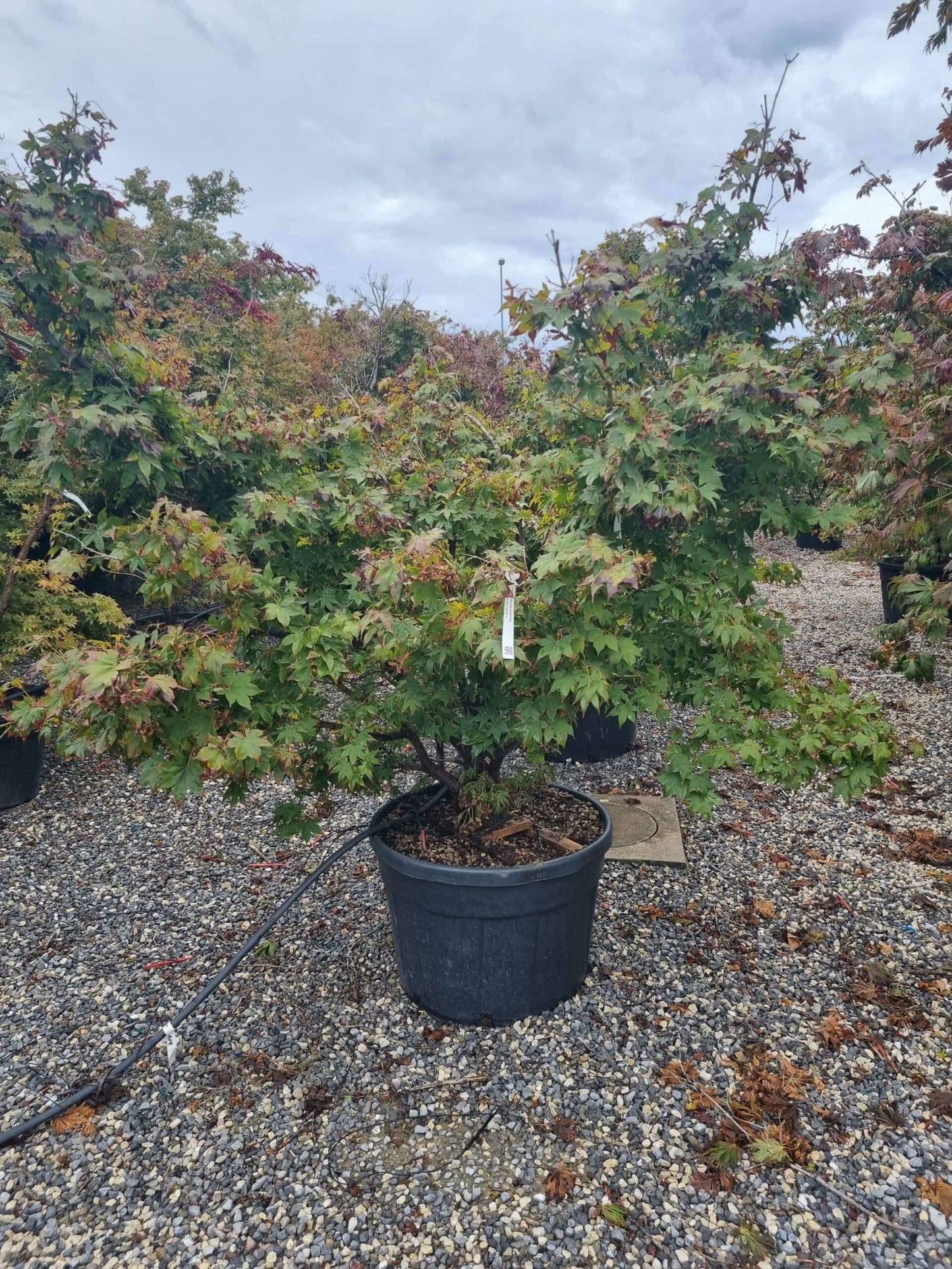 ACER palmatum 'Pink Passion'