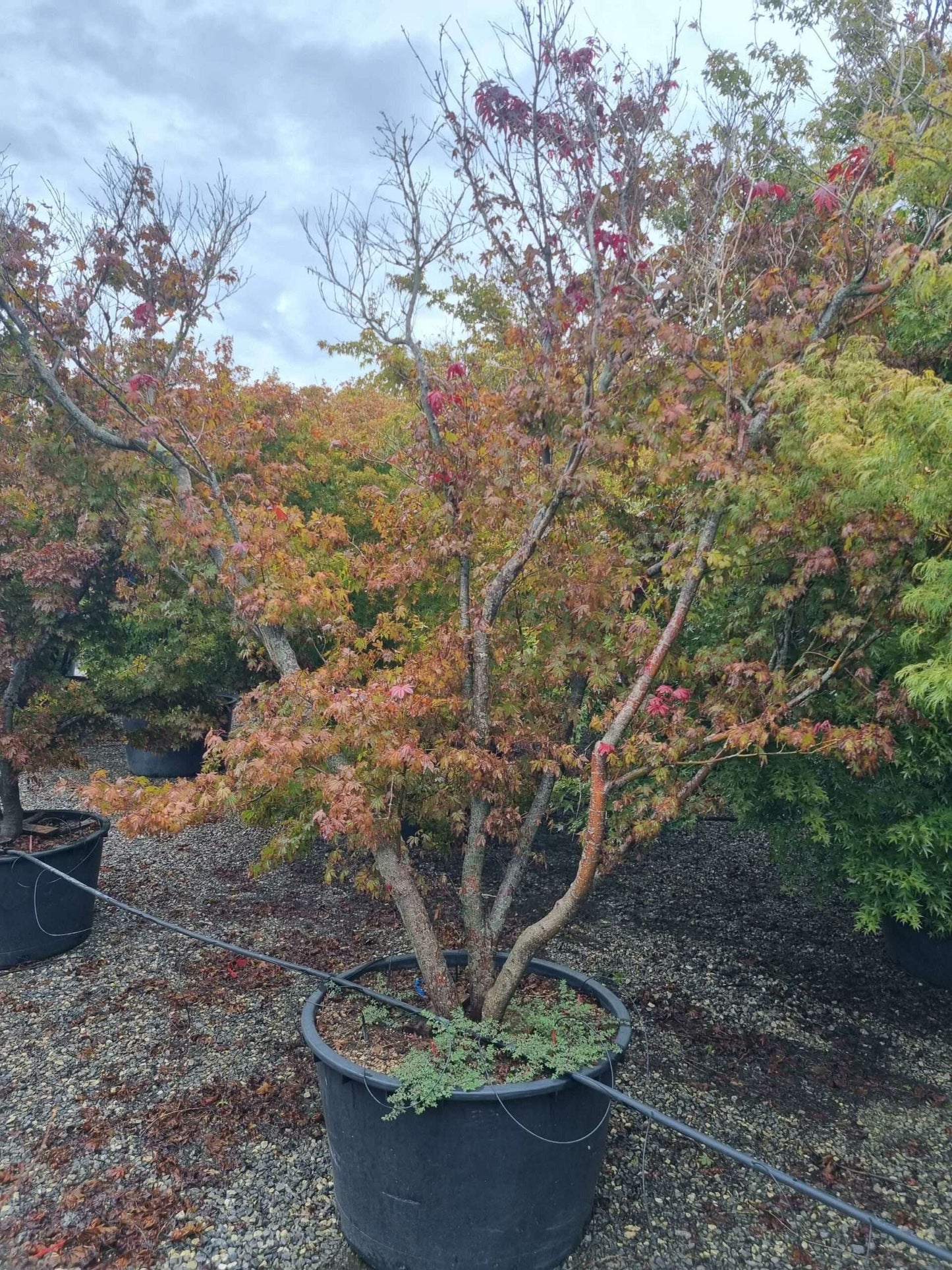 ACER palmatum 'Butterfly'