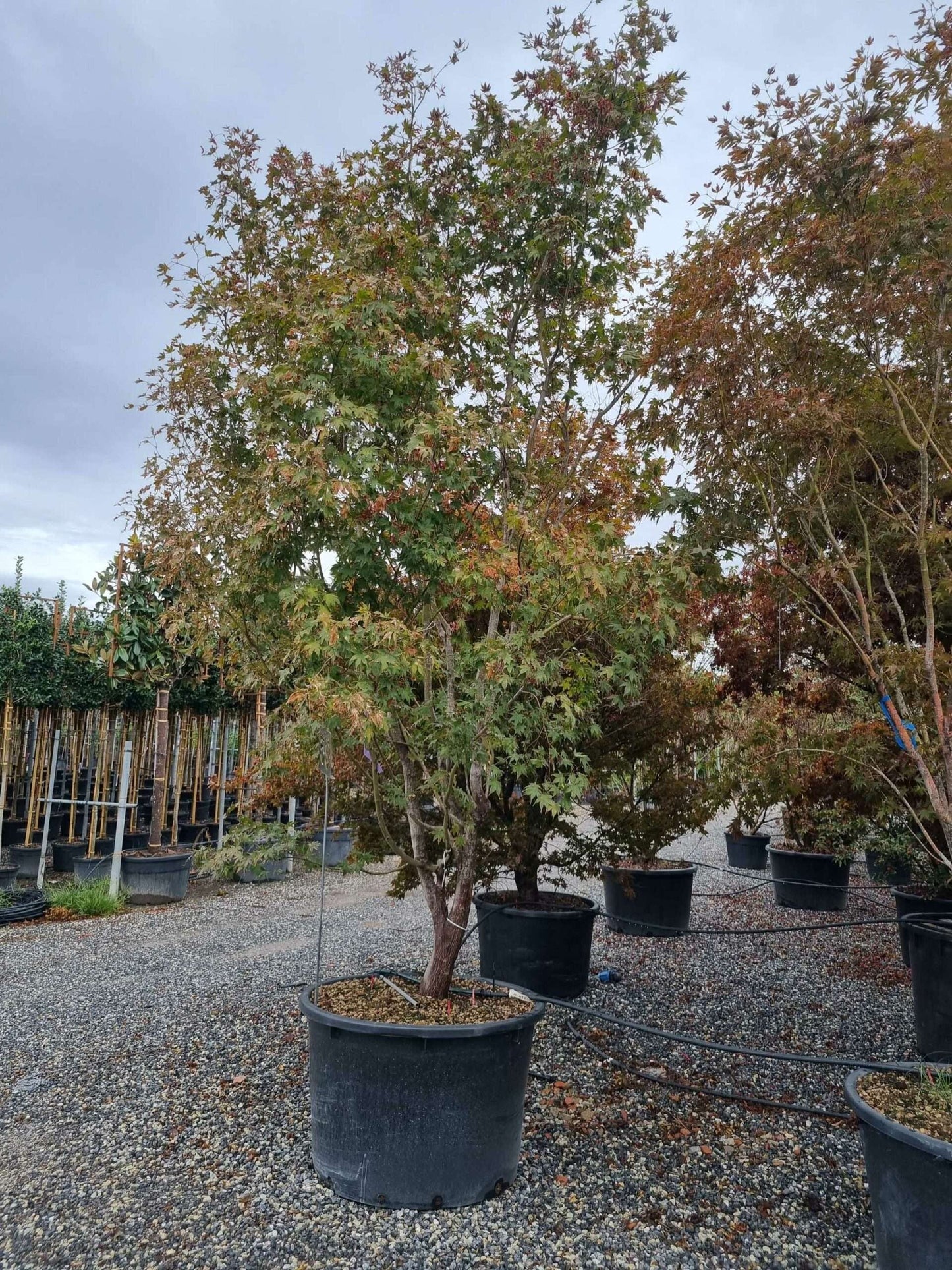ACER palmatum 'Butterfly'