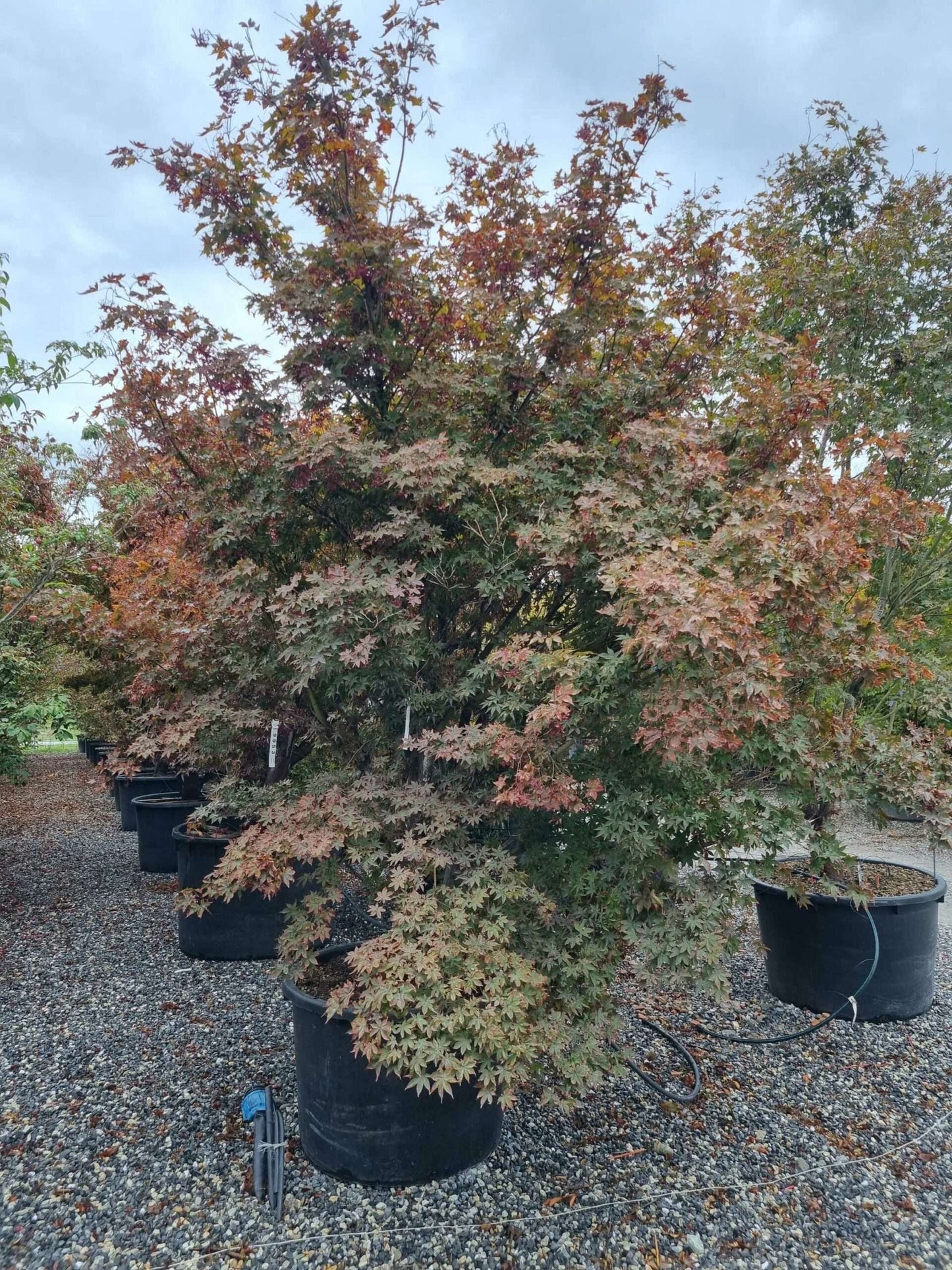 ACER palmatum 'Butterfly'