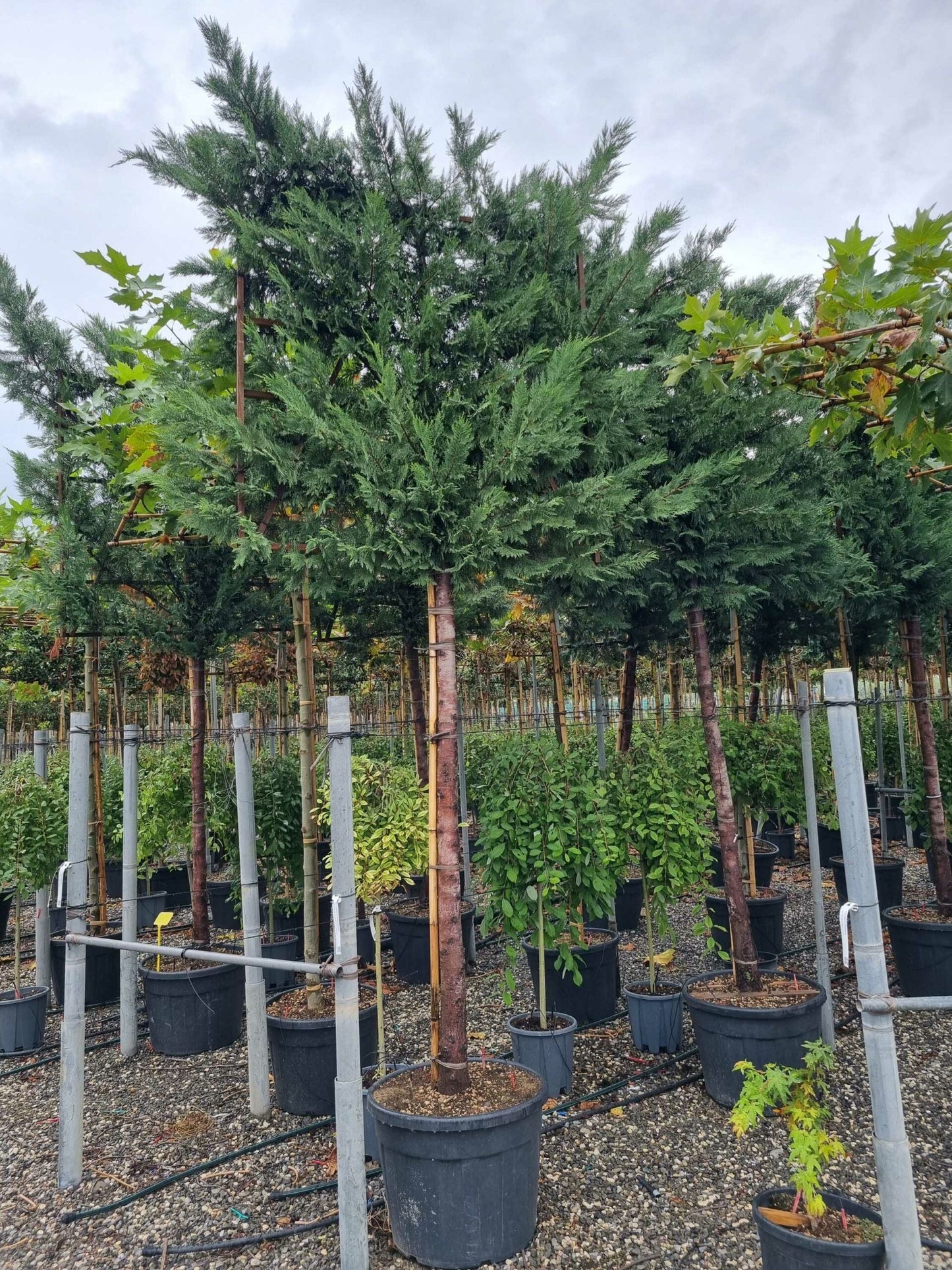 CUPRESSOCYPARIS leylandii '2001'