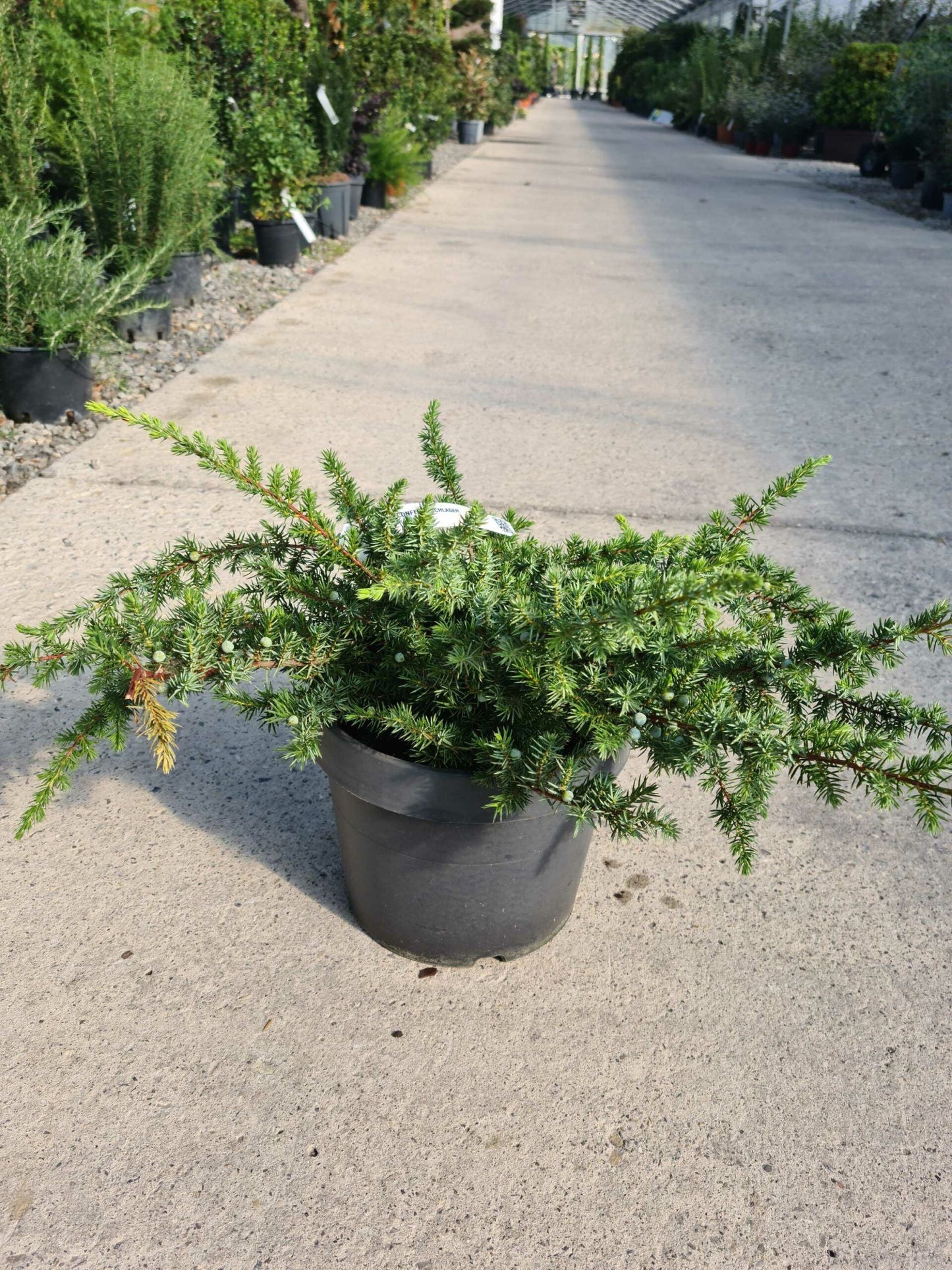 JUNIPERUS horizontalis 'Andorra Compacta'