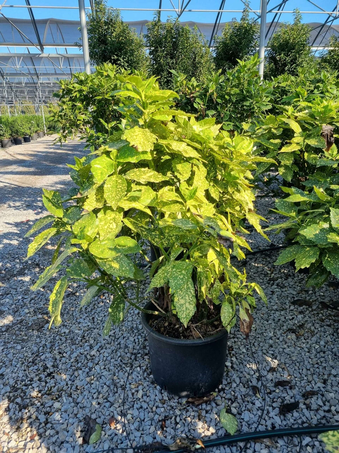 AUCUBA japonica 'Crotonifolia'