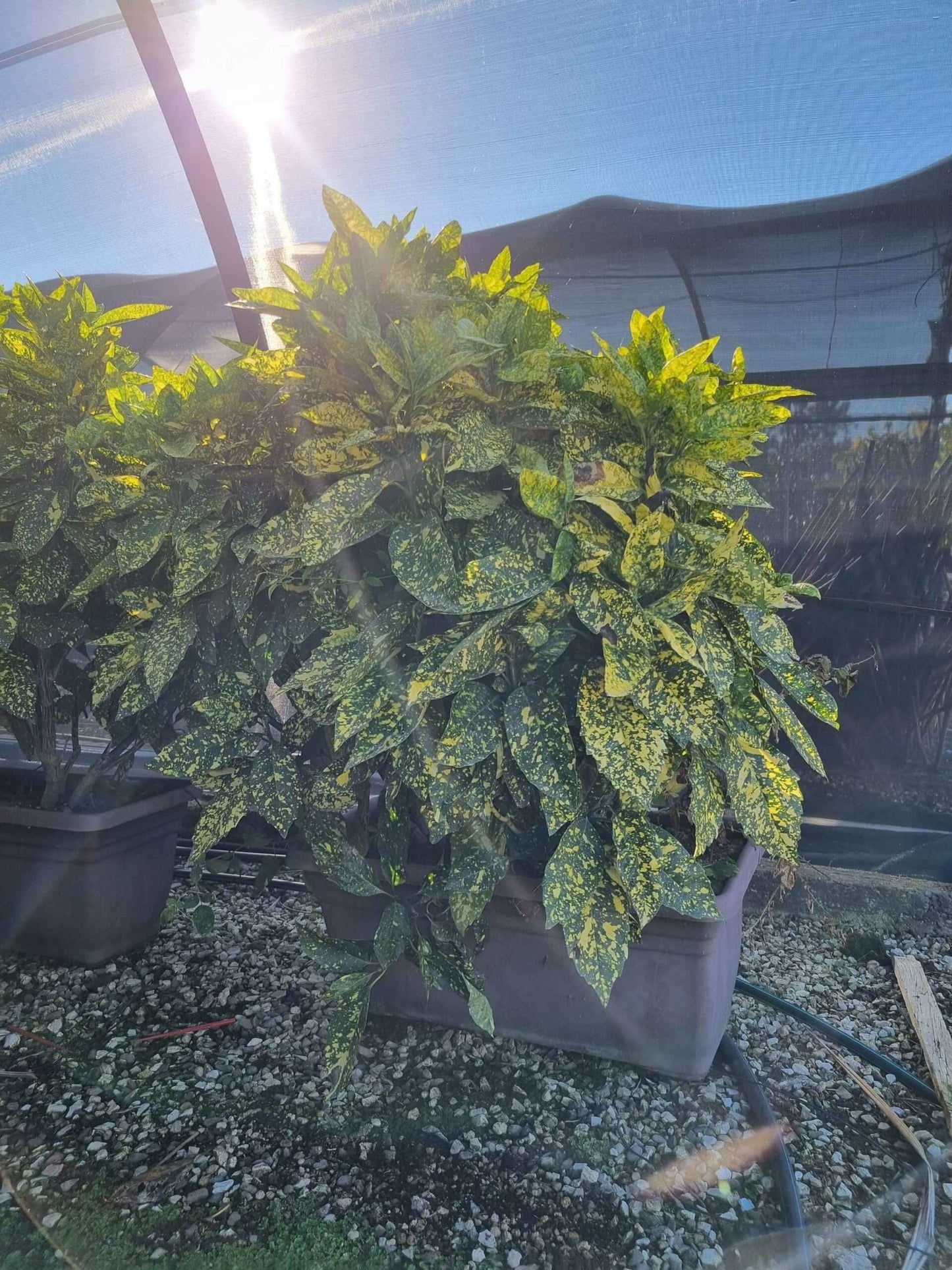 AUCUBA japonica 'Crotonifolia'