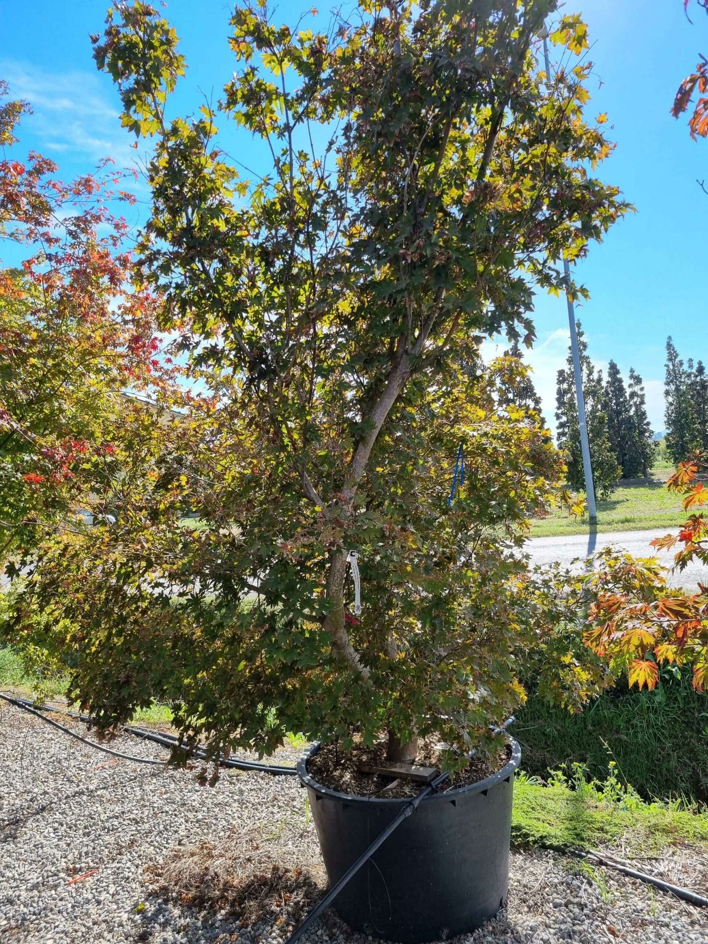 ACER palmatum 'Butterfly'