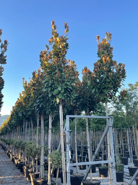 MAGNOLIA grandiflora 'Galissoniensis Praecox'