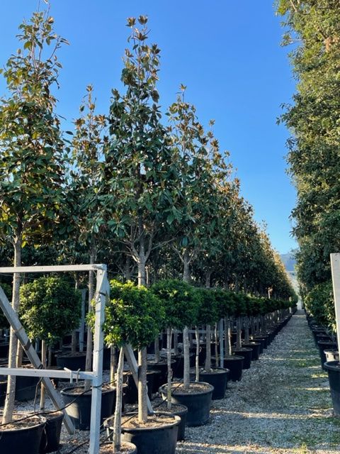 MAGNOLIA grandiflora 'Little Gem'