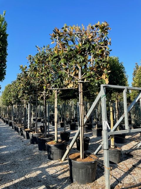 MAGNOLIA grandiflora 'Little Gem'