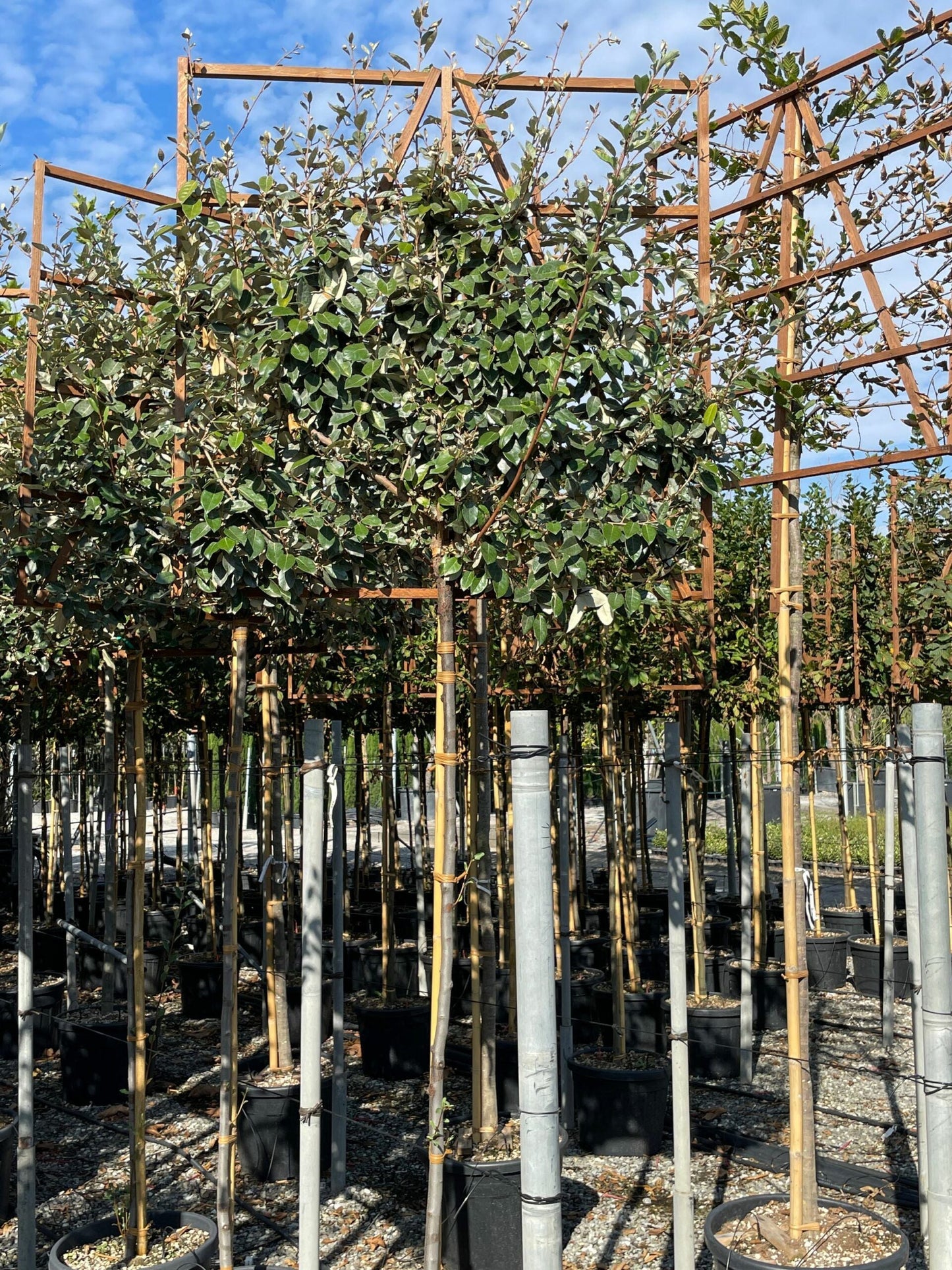ELAEAGNUS x ebbingei 'Compacta'
