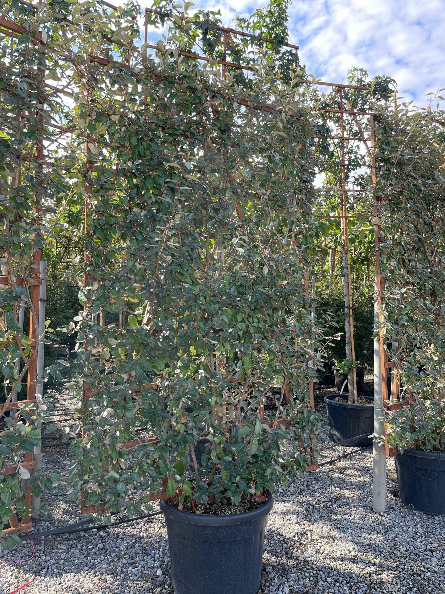 ELAEAGNUS x ebbingei 'Compacta'