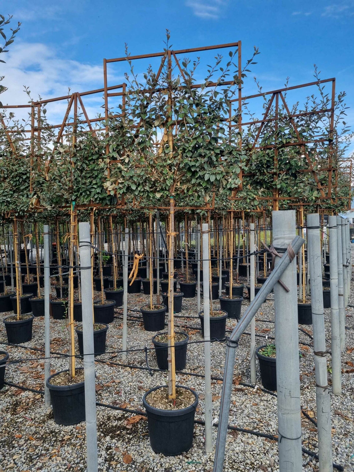ELAEAGNUS x ebbingei 'Compacta'