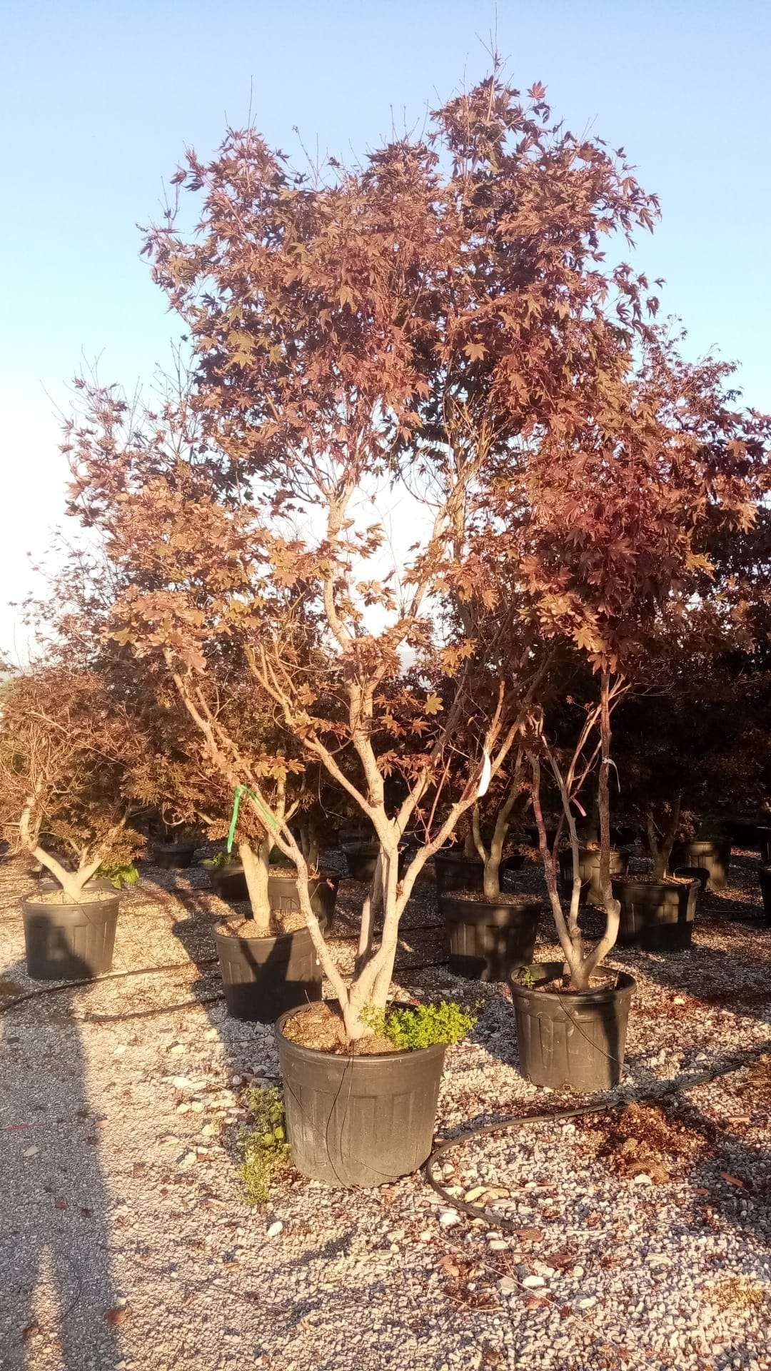 ACER palmatum 'Butterfly'
