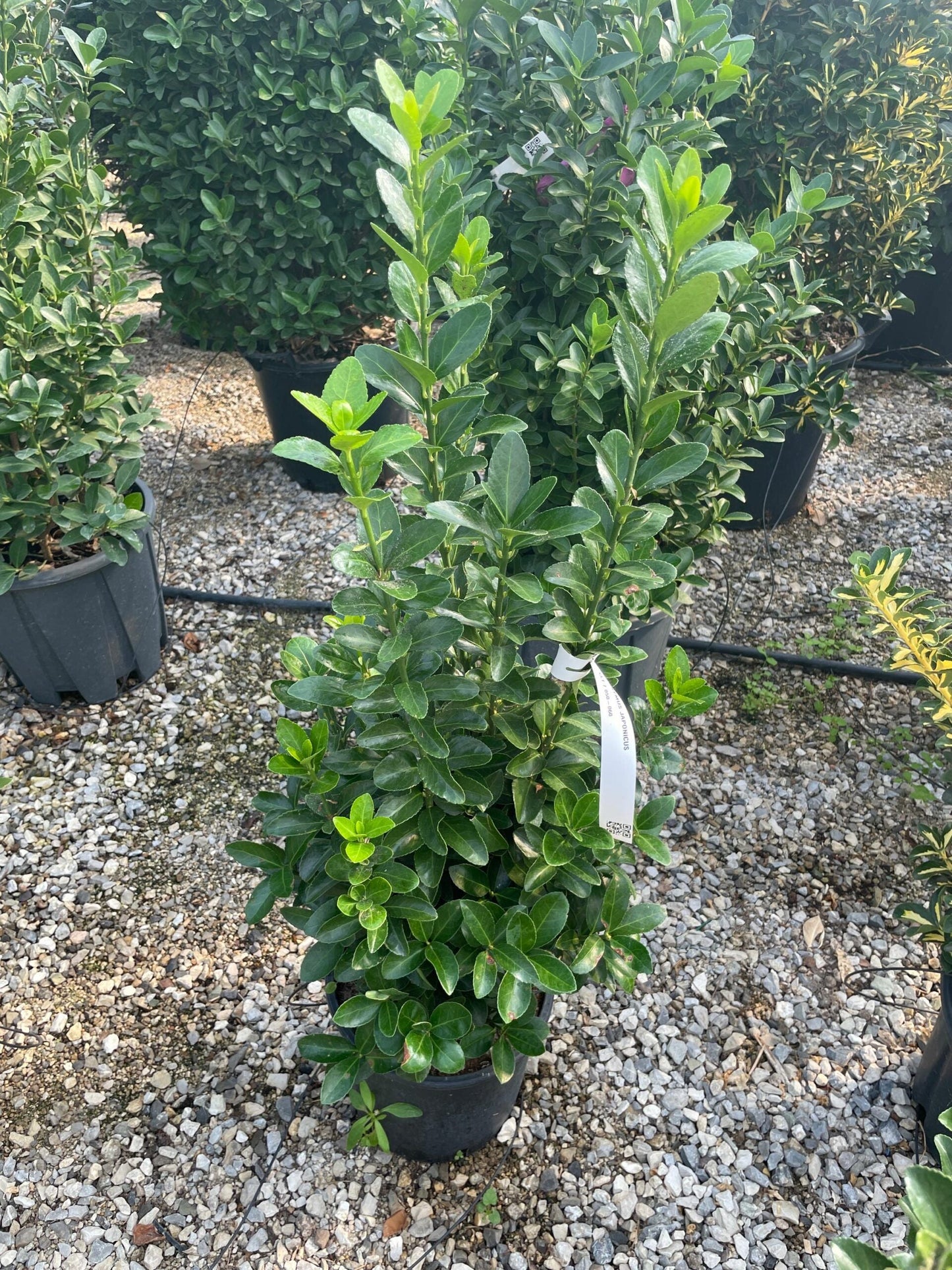 EUONYMUS japonicus 'Aureopictus'