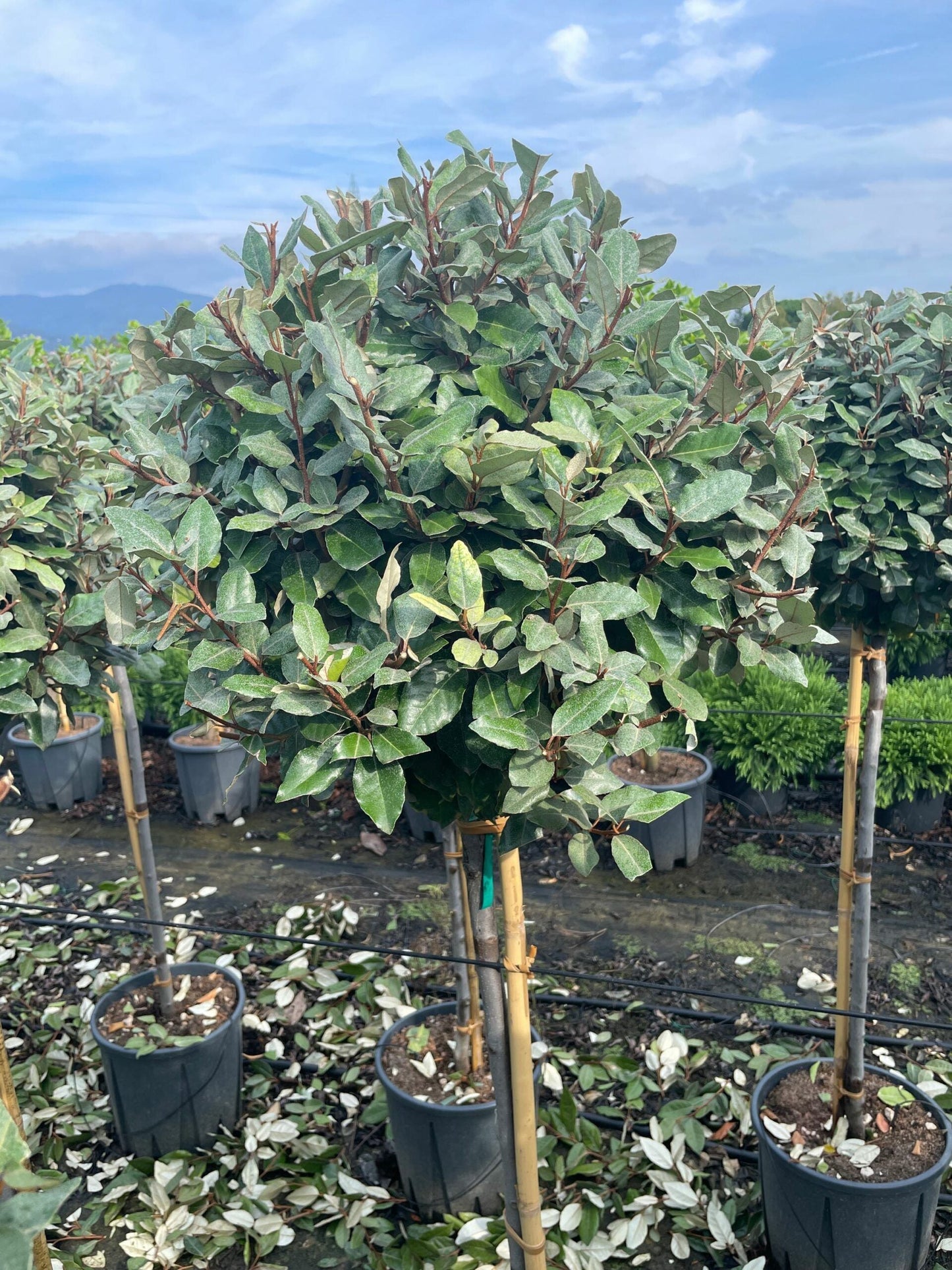 ELAEAGNUS x ebbingei 'Compacta'
