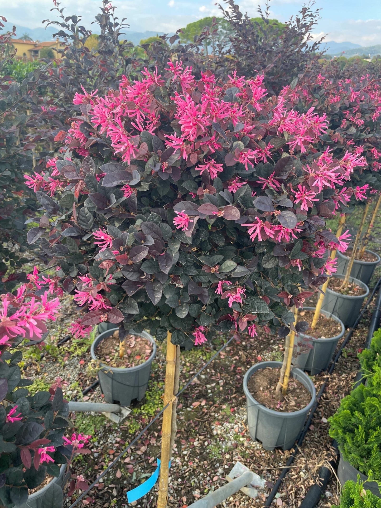 LOROPETALUM chinense 'Ever Red'
