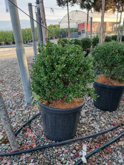 ILEX crenata 'Twiggy'