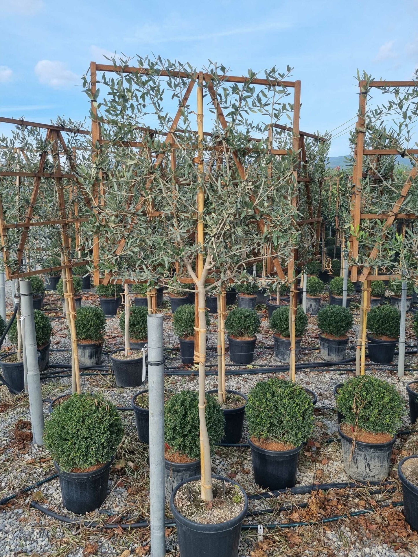 OLEA europaea 'Aglandaou'