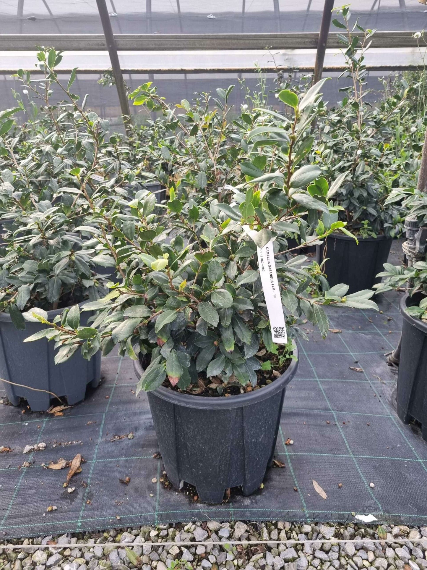 CAMELLIA sasanqua 'FML-2'