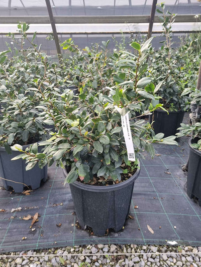 CAMELLIA sasanqua 'FML-2'