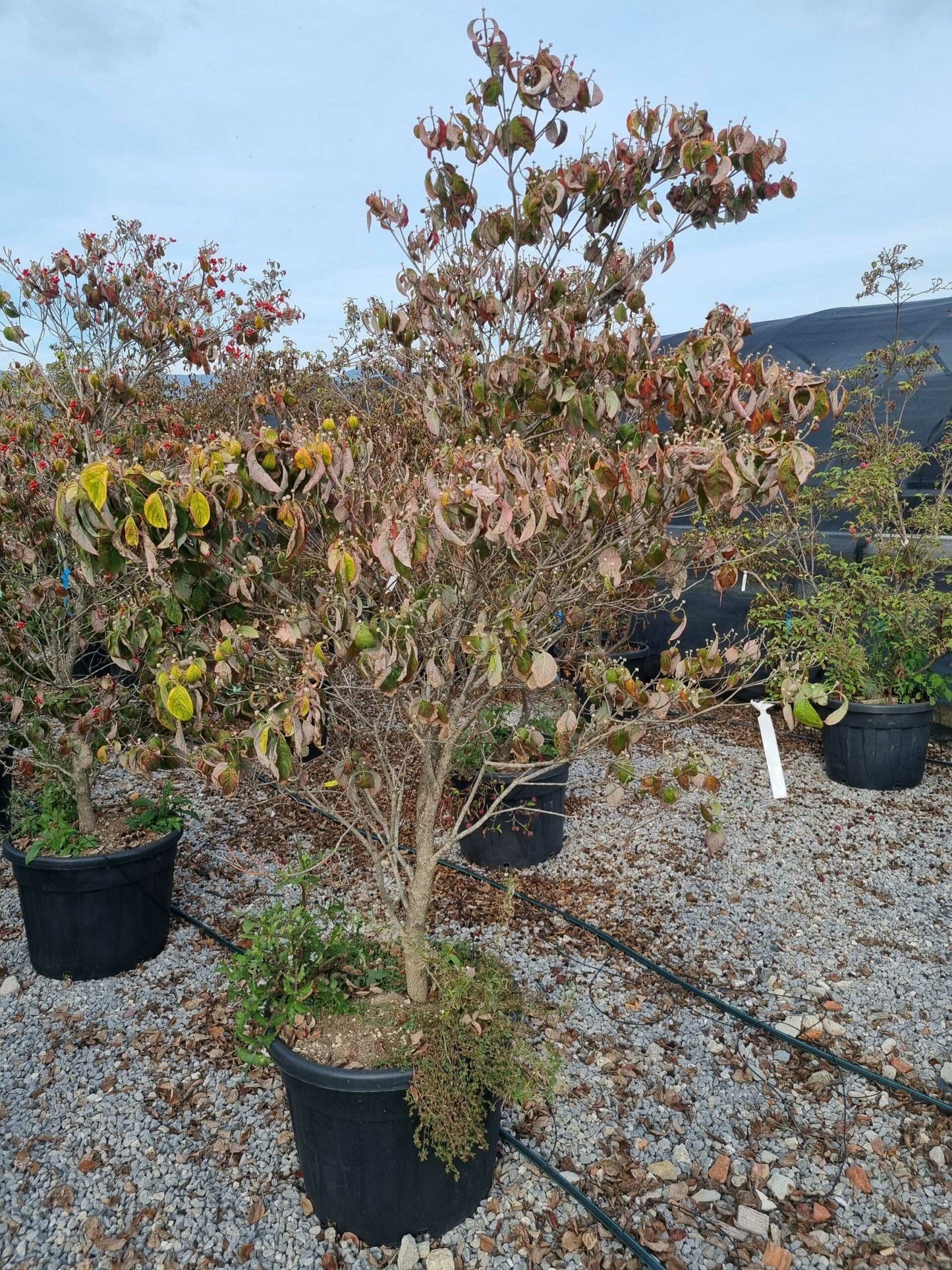 CORNUS florida 'Rubra'