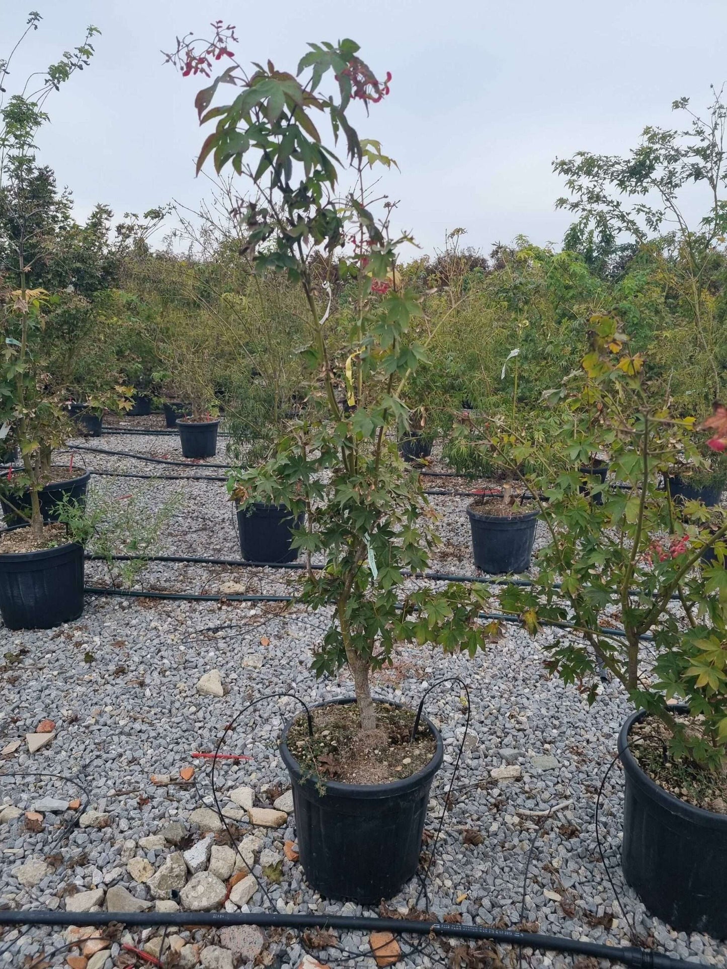 ACER palmatum 'Pink Passion'
