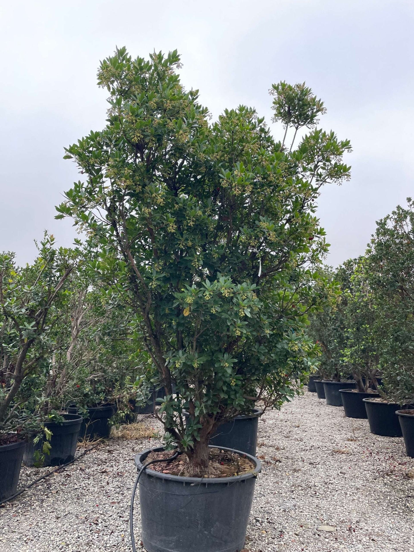 ARBUTUS unedo 'Compacta'