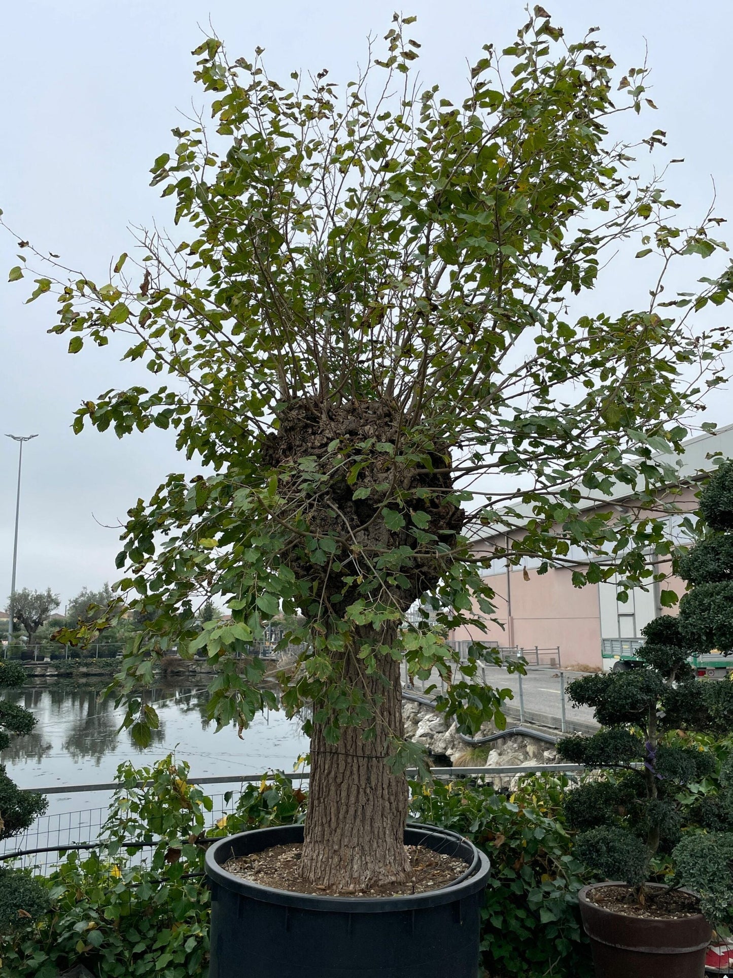 MORUS alba 'Globosa'