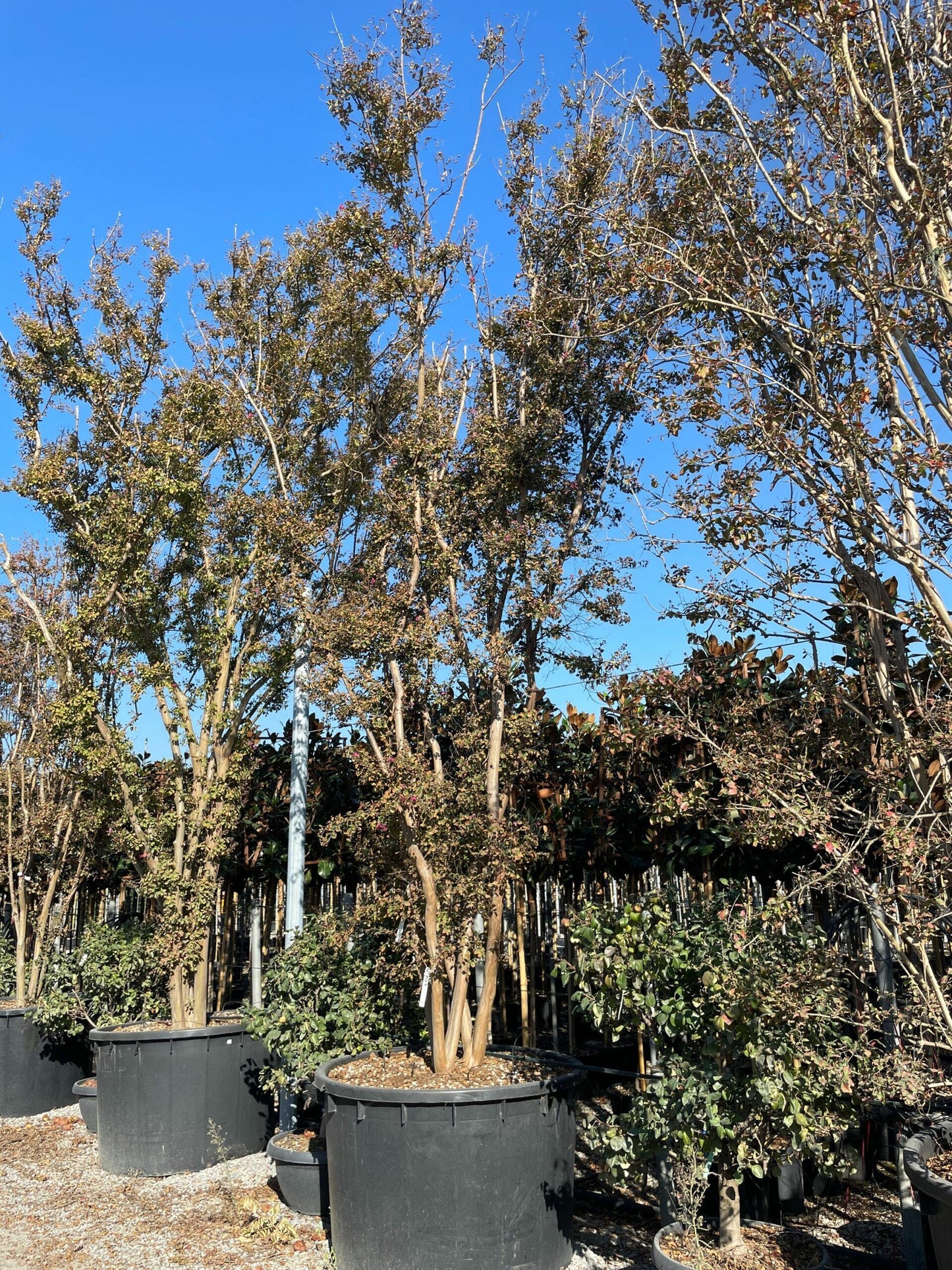 LAGERSTROEMIA indica 'Double Feature' ®